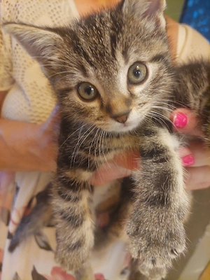 Katzenbabys 8 Wochen alt 
