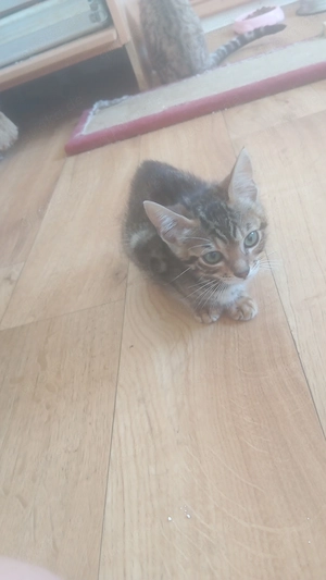 Bengalkatzen Mädchen zu verkaufen 