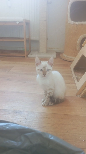 Bengalkatzen zu verkaufen 