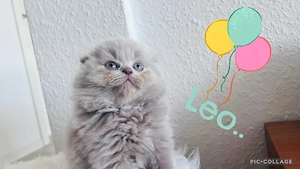  4 wunderschöne liebevoll aufgezogene Kitten