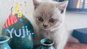 4 zauberhafte Kitten suchen ein liebevolles Zuhause