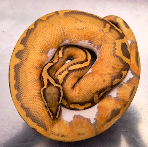 1,0 Pastel Ultramelpied NZ25