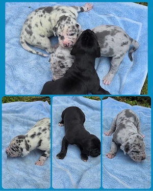 Deutsche Doggen Welpen