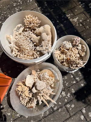 Korallen Deko aus Aquarium