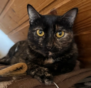 Freya sucht ein neues Zuhause (als Wohnungskatze)