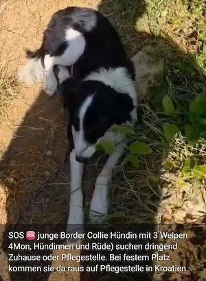 Border Collie Hündin 1j 15kg TRAUMHUND ausreisebereit nach Adoption 