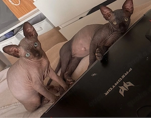 sphynx kitten 1 madchen 1 junge 