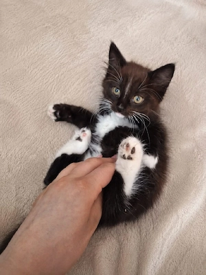 Kitten Mädchen