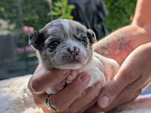 Wunderschöne Chihuahua Welpen in KH und LH 