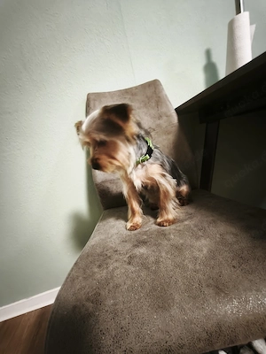 Niedlicher und liebenswerter Yorkshire Terrier, kleine Rasse, 6 Monate alt