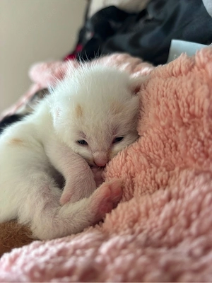 katzenbabys 