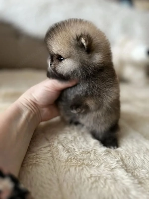 Pomeranian-Welpen zu verkaufen