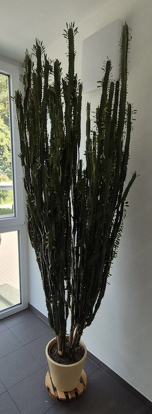 Zimmerpflanze - Dreikantige Wolfsmilch