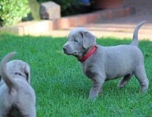 Silber Labrador Welpen mit Papieren