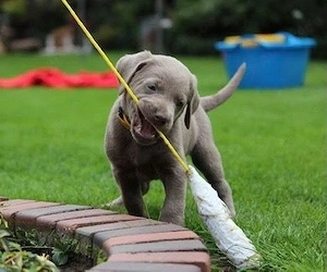 Reinrassige Silber Labrador welpen suchen liebevolles zu Hause