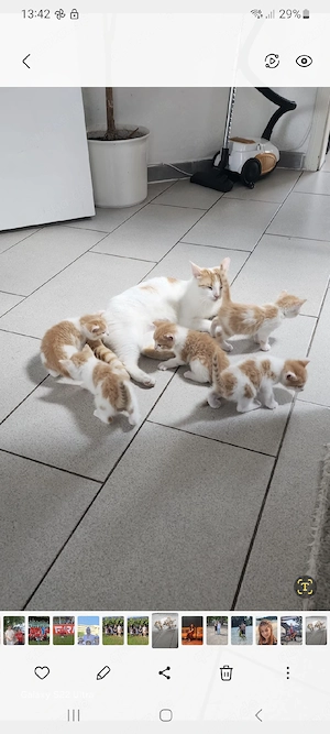 Katzen baby 