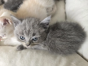 Britisch Kurzhaar Kitten suchen ein Zuhause