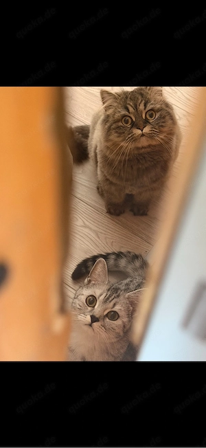 Zwei liebe Britisch-Katzen suchen ein neues Zuhause   