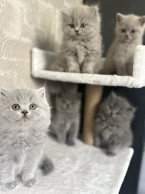 BKH BLH Kitten reinrassig