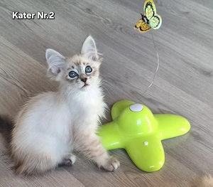 Reinrassige Neva Masquarade 2 Kater frei