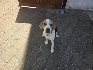 Beagle Mädchen 