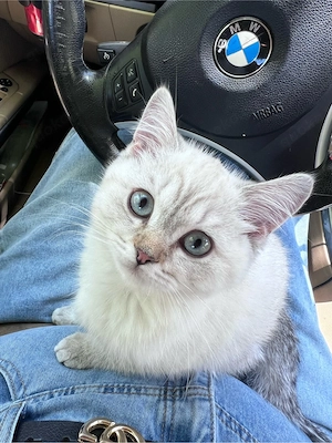 Weiße BKH Kitten zu verkaufen