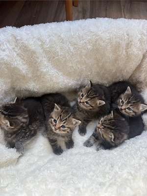 BKH Mix Kitten