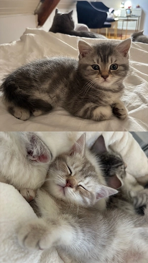 Wunderschöne BKH-Kitten suchen ihr Für-immer-Zuhause