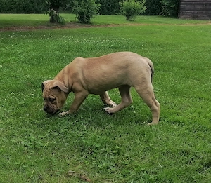 Old english Bulldog