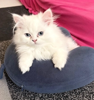 zuckersüße kleine Kater