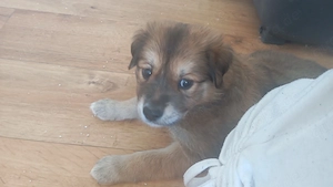 Hunde Welpen abzugeben 
