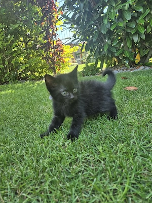 Kitten Russian blue Mix