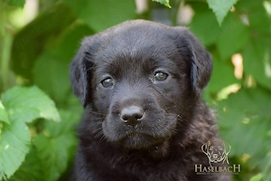 Labrador Welpen mit Ahnentafel 