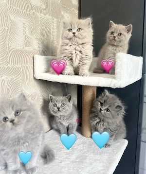 BKH , BLH Kitten reinrassig , geimpft