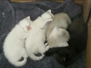 BKH Kitten