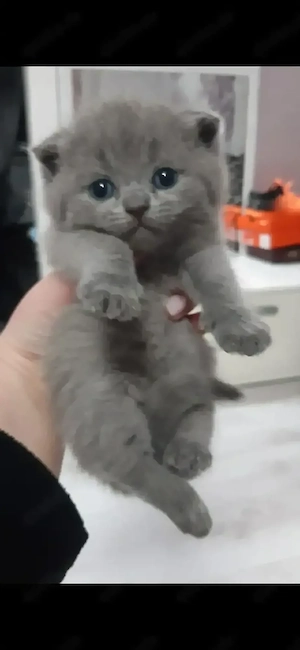 Reinrassige BKH Kitten farbe Blau