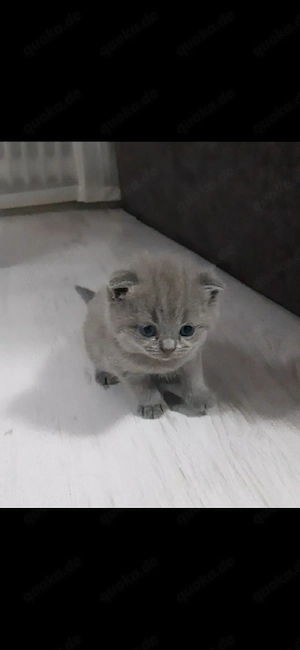 Reinrassige BKH Kitten
