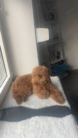 toy pufel 