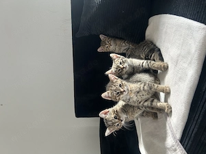 EKH Kitten zu verkaufen 