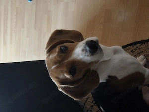 Beagle Abzugeben 