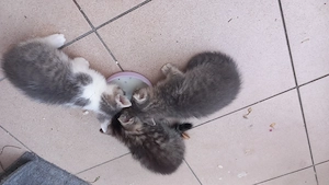 Katzenbabys 