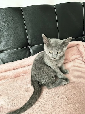 Russisch blau, Kitten, ab sofort abholbereit 