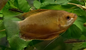 Fadenfisch kupfer