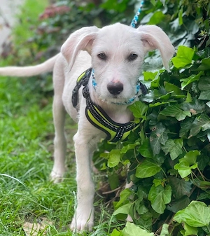 ALFIE - Zuckerbub sucht seine Menschen (wartet in Rumänien)