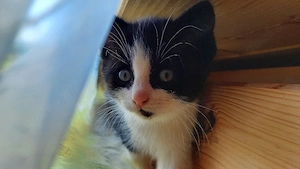 Kitten Kater