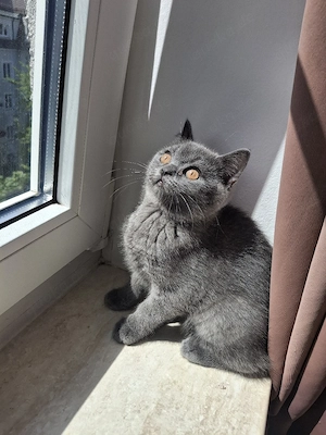 BKH kitten 