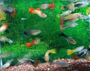 Guppy Männchen mix