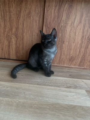 BKH Kitten