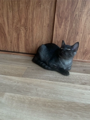 BKH Kitten