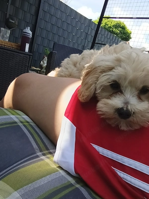 Hübsches Maltipoo Mädel 